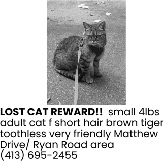 Lost Cat Reward!, 413-695-2455, Amherst, MA